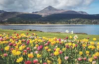Scottish Isles